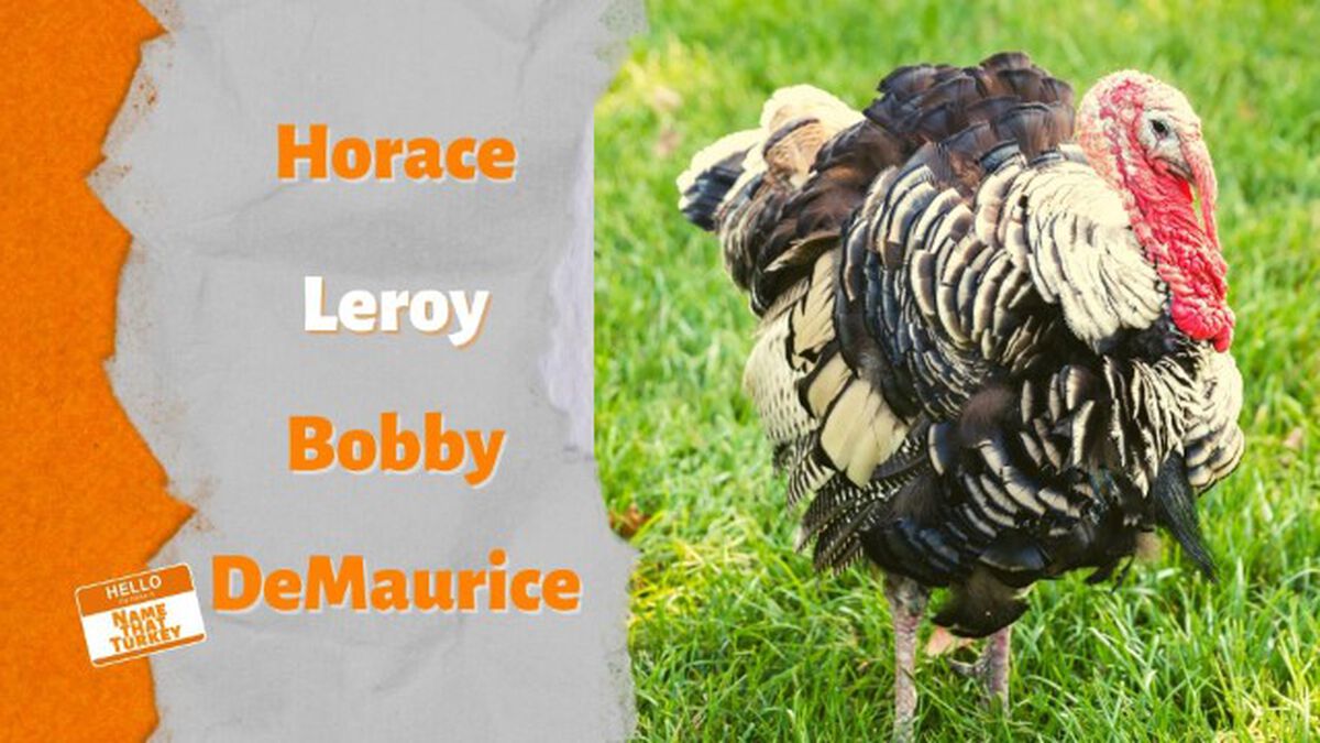 Name That Turkey image number 2